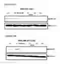 Fig. 20 - Replication factor C-40 (RFC40/RFC2) as a prognostic marker and target in estrogen positive and negative and triple negative breast cancer