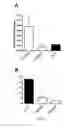 Fig. 05 - Aptamers specific for TLR-4 and uses thereof