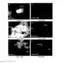 Fig. 15 - METHODS OF PLANT TRANSFORMATION USING TRANSFORMABLE CELL SUSPENSION CULTURE AND USES THEREOF
