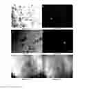 Fig. 19 - METHODS OF PLANT TRANSFORMATION USING TRANSFORMABLE CELL SUSPENSION CULTURE AND USES THEREOF