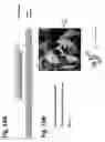 Fig. 11 - Methods and compositions for delivering nucleic acids to plant cells and regulating gene expression