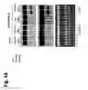 Fig. 23 - Methods and compositions for delivering nucleic acids to plant cells and regulating gene expression