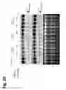 Fig. 25 - Methods and compositions for delivering nucleic acids to plant cells and regulating gene expression