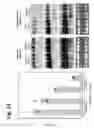 Fig. 28 - Methods and compositions for delivering nucleic acids to plant cells and regulating gene expression