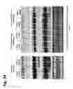 Fig. 29 - Methods and compositions for delivering nucleic acids to plant cells and regulating gene expression