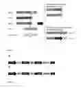Fig. 02 - Promoters for high level expression