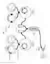 Fig. 03 - Chimeric capsids