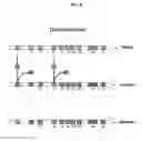 Fig. 09 - Chimeric capsids