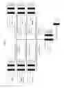 Fig. 10 - Chimeric capsids