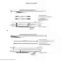Fig. 31 - COMPOSITIONS AND METHODS FOR ALTERING GENE EXPRESSION