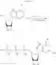 Fig. 113 - Enzymes and polymerases for the synthesis of RNA