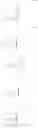 Fig. 53 - Enzymes and polymerases for the synthesis of RNA