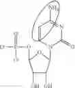 Fig. 76 - Enzymes and polymerases for the synthesis of RNA