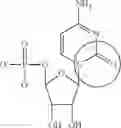 Fig. 77 - Enzymes and polymerases for the synthesis of RNA