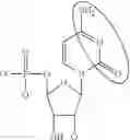Fig. 78 - Enzymes and polymerases for the synthesis of RNA