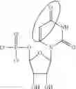 Fig. 79 - Enzymes and polymerases for the synthesis of RNA