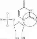 Fig. 80 - Enzymes and polymerases for the synthesis of RNA