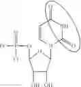 Fig. 81 - Enzymes and polymerases for the synthesis of RNA