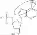 Fig. 82 - Enzymes and polymerases for the synthesis of RNA