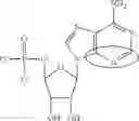 Fig. 83 - Enzymes and polymerases for the synthesis of RNA