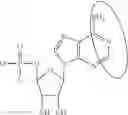 Fig. 84 - Enzymes and polymerases for the synthesis of RNA