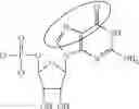 Fig. 85 - Enzymes and polymerases for the synthesis of RNA