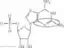 Fig. 86 - Enzymes and polymerases for the synthesis of RNA