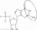Fig. 87 - Enzymes and polymerases for the synthesis of RNA