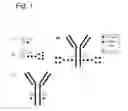 Fig. 02 - Process for the modification of a glycoprotein using a glycosyltransferase that is or is derived from A β(1,4)-N-acetylgalactosaminyltransferase