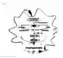 Fig. 02 - METHOD FOR EXPECTING AND DIAGNOSING UQCRB-RELATED DISEASE