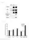 Fig. 08 - METHOD FOR EXPECTING AND DIAGNOSING UQCRB-RELATED DISEASE