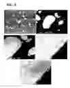 Fig. 10 - Method for manufacturing copper alloy and copper alloy
