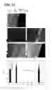 Fig. 12 - Method for manufacturing copper alloy and copper alloy