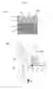 Fig. 06 - Method for producing single crystalline zinc oxide nanoparticles