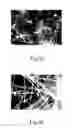 Fig. 03 - One-dimensional titanium nanostructure and method for fabricating the same