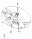 Fig. 03 - Trigger mechanism with momentary automatic safety