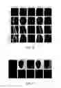 Fig. 07 - Method for huanglongbing (HLB) detection