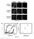 Fig. 07 - Binding detection using liquid crystal