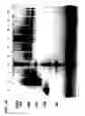 Fig. 06 - Antibody-nanoparticle conjugates and methods for making and using such conjugates