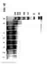 Fig. 07 - Antibody-nanoparticle conjugates and methods for making and using such conjugates