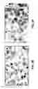 Fig. 17 - Antibody-nanoparticle conjugates and methods for making and using such conjugates
