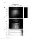 Fig. 07 - Reagents and methods for detecting influenza