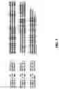 Fig. 02 - Method for detecting bilirubin
