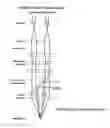 Fig. 01 - Illumination field diaphragms for use in microscopes and related methods and systems
