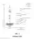 Fig. 06 - NON-INVASIVE PRENATAL TESTING METHOD BASED ON GENOME-WIDE NORMALIZED SCORE