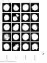 Fig. 08 - Analyzing digital holographic microscopy data for hematology applications