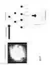 Fig. 12 - Analyzing digital holographic microscopy data for hematology applications