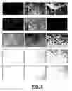 Fig. 10 - Digital imaging for determining mix ratio of a coating