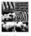 Fig. 03 - INFRARED ABSORPTION BY CRYSTALLINE SILICON, COMPOSITIONS AND METHODS THEREOF