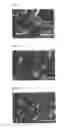 Fig. 08 - Method for manufacturing light emitting element and light emitting element